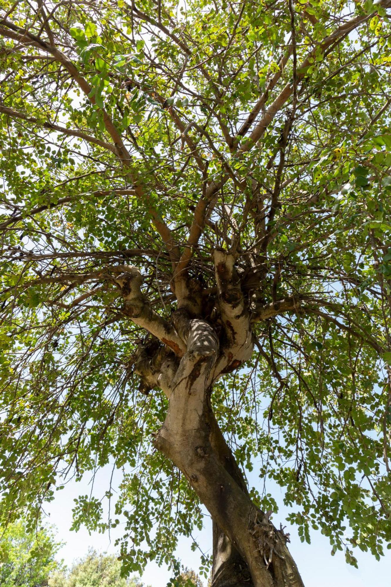 Villa Ninfa Alburnea Anzio Dış mekan fotoğraf